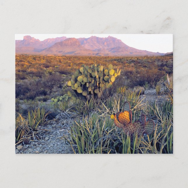 USA, Texas, Big Bend NP. A sandy pink dusk Postcard (Front)