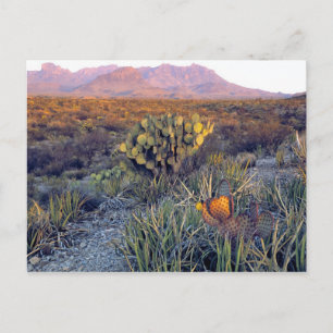 USA, Texas, Big Bend NP. A sandy pink dusk Postcard