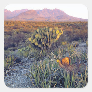 USA, Texas, Big Bend NP. A sandy pink dusk Square Sticker