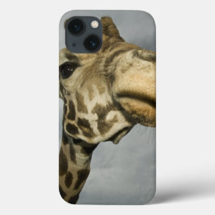 USA, Texas, Fossil Rim Wildlife Area, giraffe iPhone 13 Case