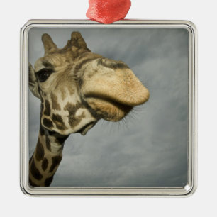 USA, Texas, Fossil Rim Wildlife Area, giraffe Metal Tree Decoration