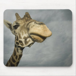USA, Texas, Fossil Rim Wildlife Area, giraffe Mouse Pad