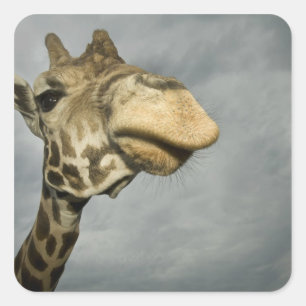 USA, Texas, Fossil Rim Wildlife Area, giraffe Square Sticker