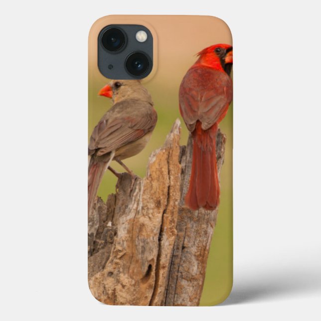 USA, Texas, Hidalgo County. Cardinal Pair Case-Mate iPhone Case (Back)