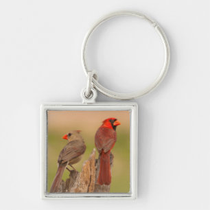 USA, Texas, Hidalgo County. Cardinal Pair Key Ring