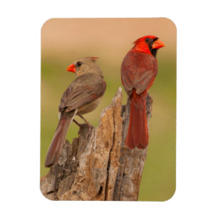 USA, Texas, Hidalgo County. Cardinal Pair Magnet
