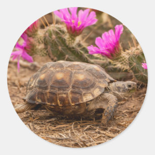 USA, Texas, Hidalgo County. Tortoise Classic Round Sticker