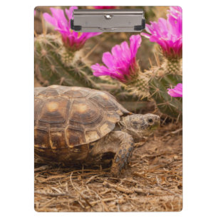 USA, Texas, Hidalgo County. Tortoise Clipboard