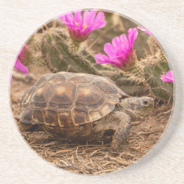 USA, Texas, Hidalgo County. Tortoise Coaster (Front)