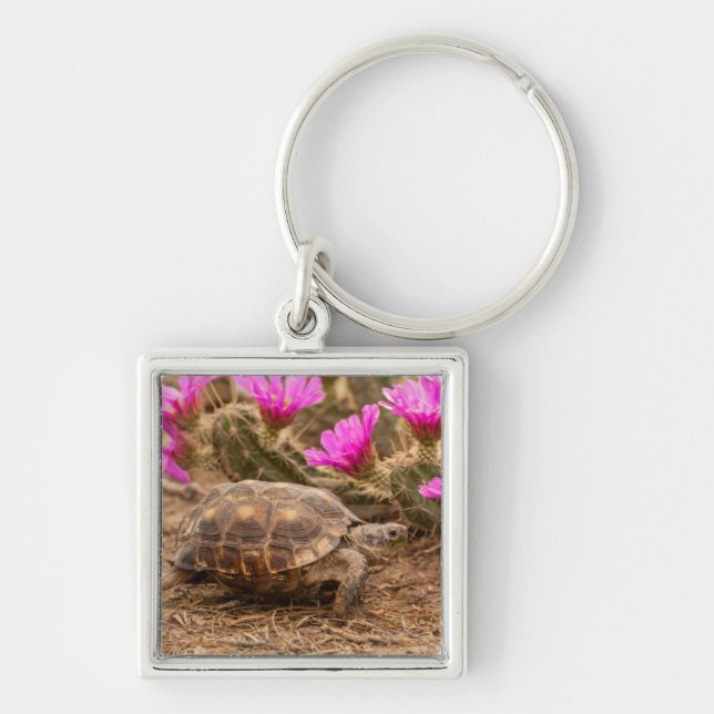 USA, Texas, Hidalgo County. Tortoise Key Ring (Front)