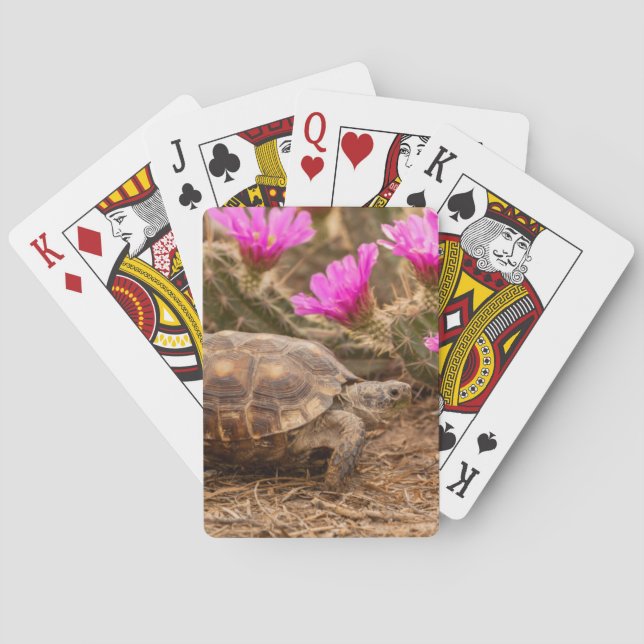 USA, Texas, Hidalgo County. Tortoise Playing Cards (Back)