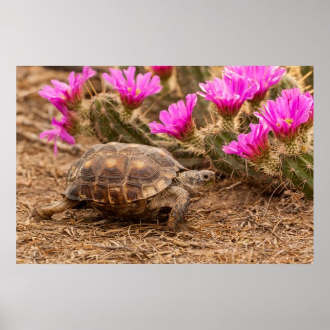 USA, Texas, Hidalgo County. Tortoise Poster (Front)