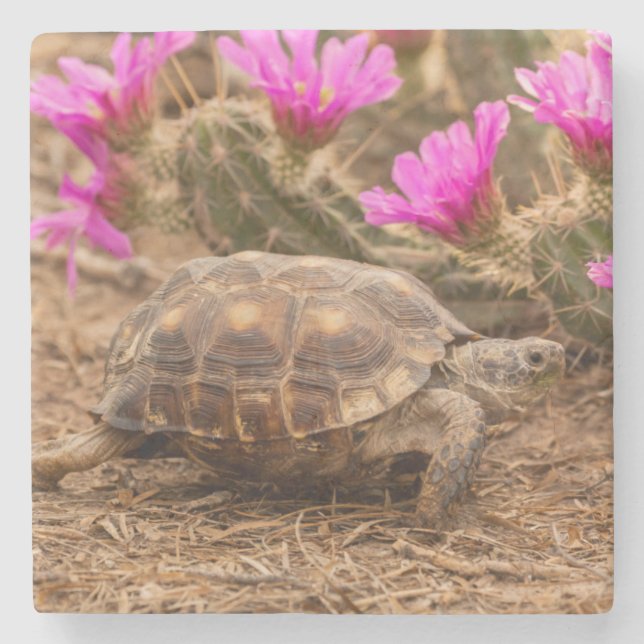 USA, Texas, Hidalgo County. Tortoise Stone Coaster (Front)