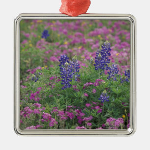 USA, Texas Hill Country. Bluebonnets among phlox Metal Ornament