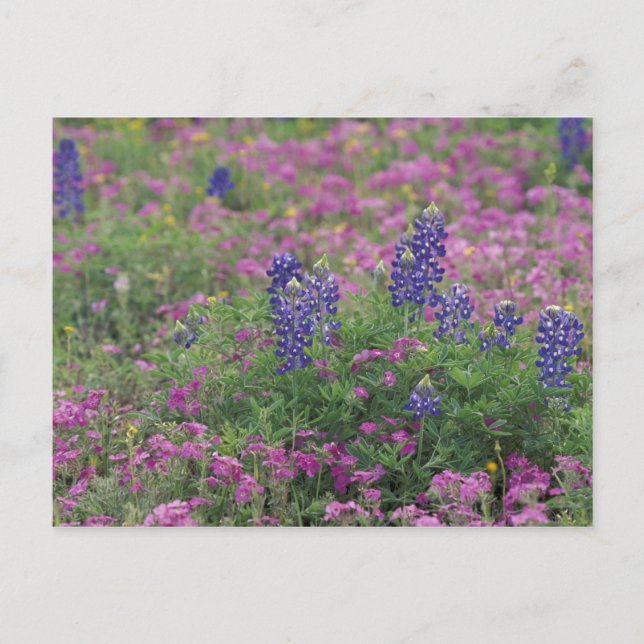 USA, Texas Hill Country. Bluebonnets among phlox Postcard (Front)