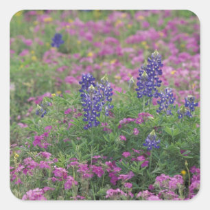 USA, Texas Hill Country. Bluebonnets among phlox Square Sticker