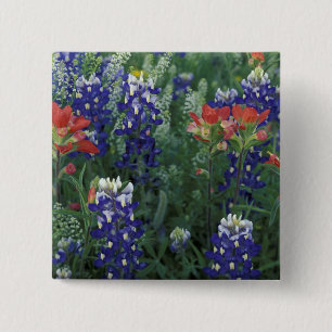 USA, Texas Hill Country. Bluebonnets and 15 Cm Square Badge