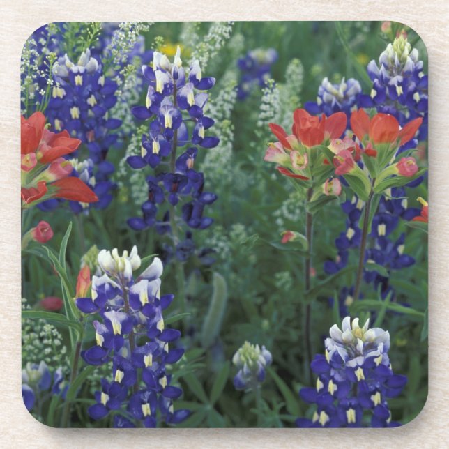 USA, Texas Hill Country. Bluebonnets and Coaster (Front)