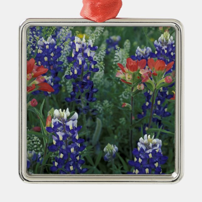 USA, Texas Hill Country. Bluebonnets and Metal Ornament (Front)
