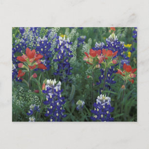 USA, Texas Hill Country. Bluebonnets and Postcard