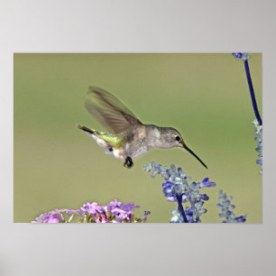 USA, Texas, Hill Country. Female black-chinned Poster