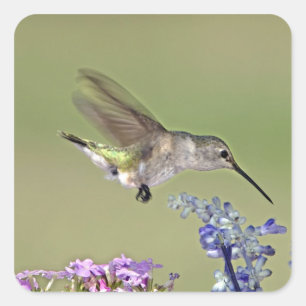 USA, Texas, Hill Country. Female black-chinned Square Sticker