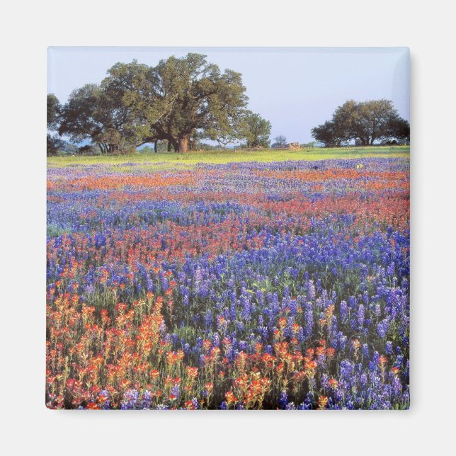 USA, Texas, Llano. Bluebonnets and redbonnets Magnet (Front)