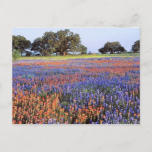 USA, Texas, Llano. Bluebonnets and redbonnets Postcard