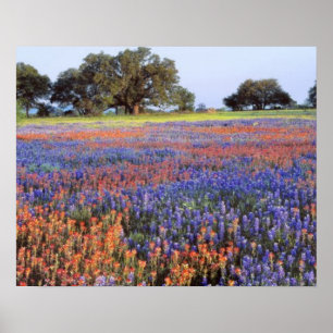 USA, Texas, Llano. Bluebonnets and redbonnets Poster