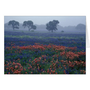 USA, Texas, near Lytle Fog, oaks, blue bonnets