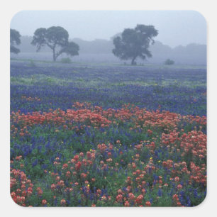 USA, Texas, near Lytle Fog, oaks, blue bonnets Square Sticker