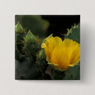USA, Texas, Prickly Pear Cactus in bloom. 15 Cm Square Badge