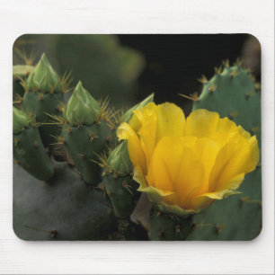 USA, Texas, Prickly Pear Cactus in bloom. Mouse Pad