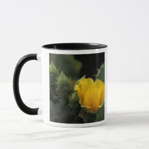 USA, Texas, Prickly Pear Cactus in bloom. Mug