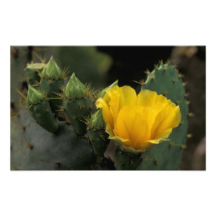 USA, Texas, Prickly Pear Cactus in bloom. Photo Print