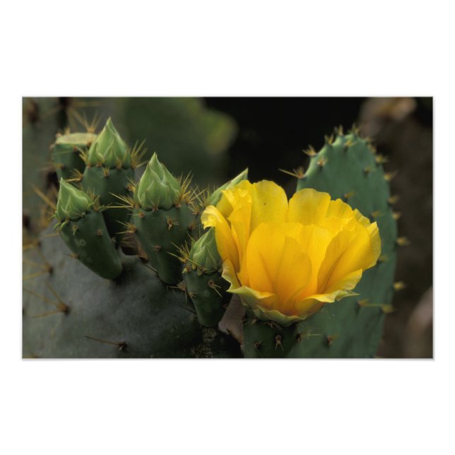 USA, Texas, Prickly Pear Cactus in bloom. Photo Print (Front)