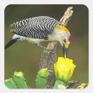USA, Texas, Rio Grande Valley, McAllen. Male Square Sticker