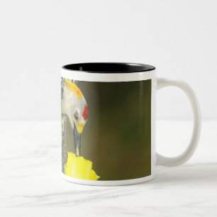 USA, Texas, Rio Grande Valley, McAllen. Male Two-Tone Coffee Mug