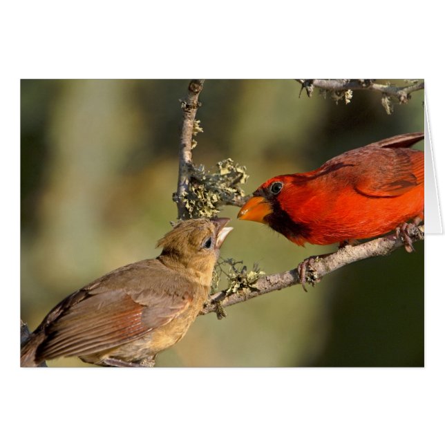 USA, Texas, Rio Grande Valley, McAllen. Mated (Front Horizontal)