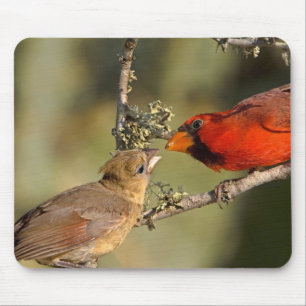USA, Texas, Rio Grande Valley, McAllen. Mated Mouse Pad