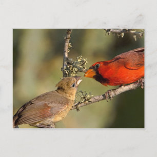 USA, Texas, Rio Grande Valley, McAllen. Mated Postcard