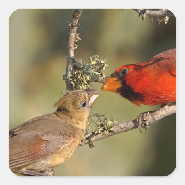 USA, Texas, Rio Grande Valley, McAllen. Mated Square Sticker (Front)