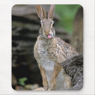 USA, Texas, Rio Grande Valley. Wild desert Mouse Pad