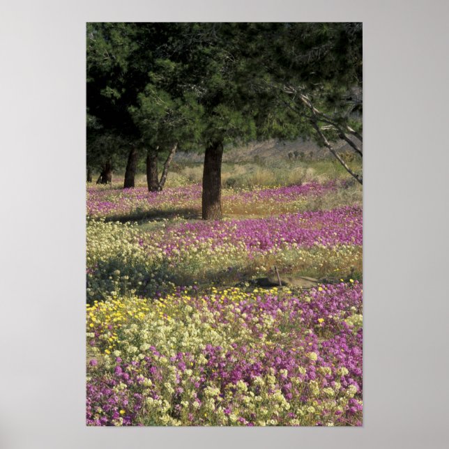 USA, Texas, Sand Verbena and Brown-eyed Poster (Front)