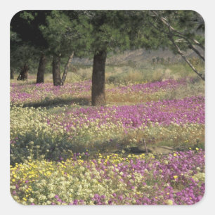 USA, Texas, Sand Verbena and Brown-eyed Square Sticker