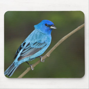 USA, Texas, South Padre Island Mouse Pad