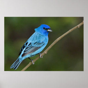 USA, Texas, South Padre Island Poster