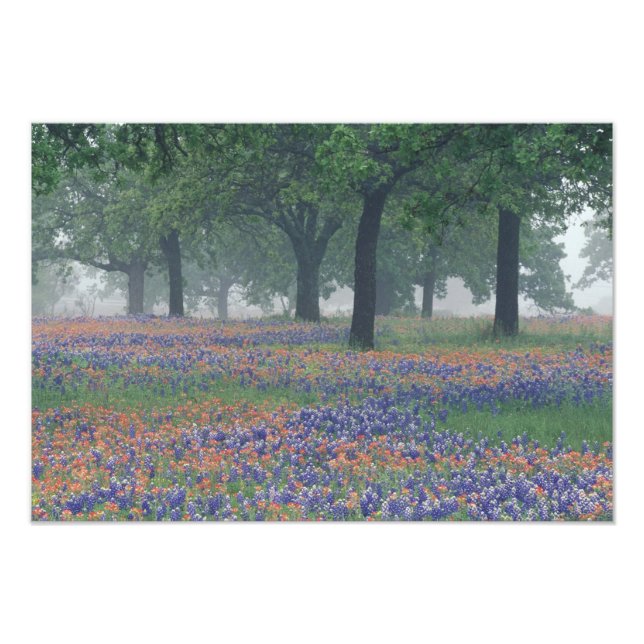 USA, Texas, Texas Hill Country Expansive field Photo Print (Front)