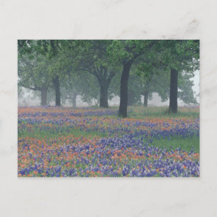 USA, Texas, Texas Hill Country Expansive field Postcard