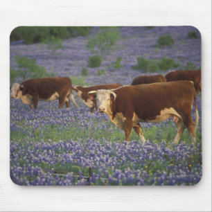USA, Texas, Texas Hill Country, Hereford Mouse Pad